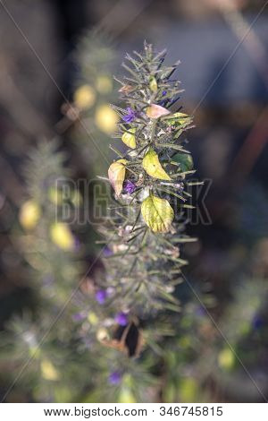 First Spring Flower Violet Blepharis Plant Blooming, Forest Of Maharashtra. Blossom Of Young Purple 