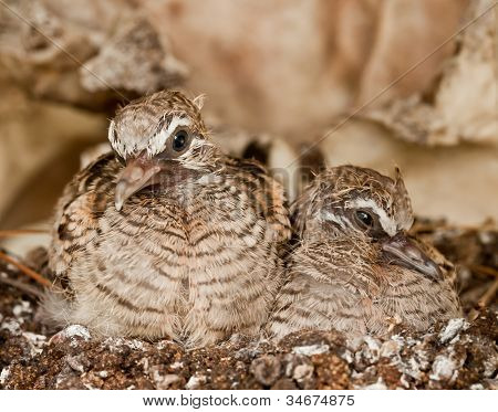 two baby birds