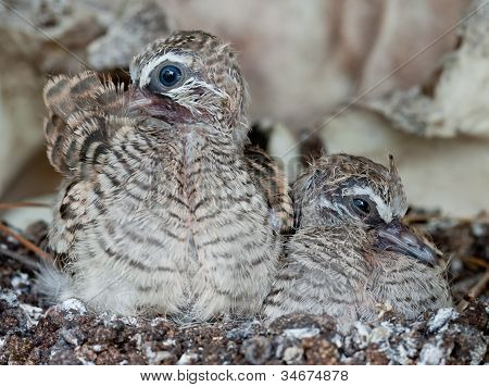 baby of birds