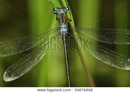 Spreadwing Binsenjungfer