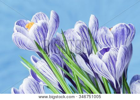 Spring Delicate Flowers Blue Colored, Bouquet Of Crocuses. Natural Flowery Background With Copy Spac