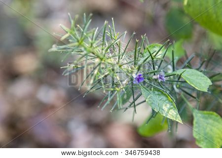 First Spring Flower Violet Blepharis Plant Blooming, Forest Of Maharashtra. Blossom Of Young Purple 