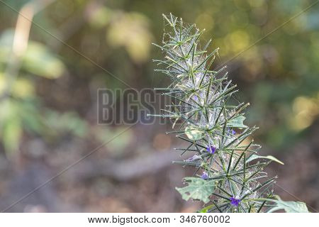 First Spring Flower Violet Blepharis Plant Blooming, Forest Of Maharashtra. Blossom Of Young Purple 
