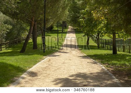 Dirt Road Surrounded By Trees In Summer