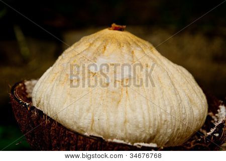 Embryo Of Coconut On Shell