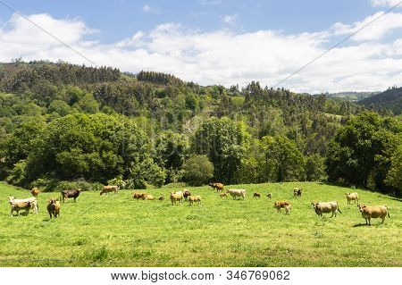 Farm Of Cows And Bulls Grazing On The Mountain