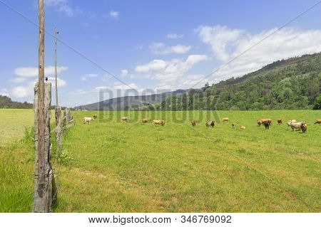 Farm Of Cows And Bulls Grazing On The Mountain