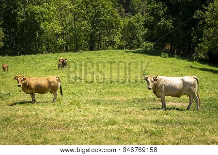 Farm Of Cows And Bulls Grazing On The Mountain