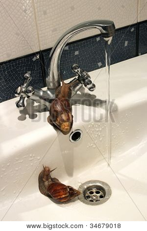 Csigák a mosogató.