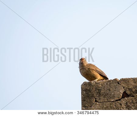 Jungle Babbler Is A Member Of Leiothrichidae Found In India