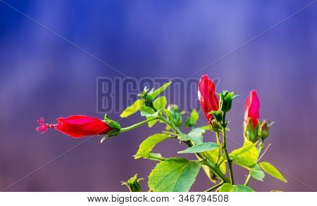 Hibiscus Buds On Branches With Green Fresh Leaves