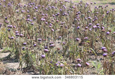 Many Plants Of Artichoke On The Field In Summer