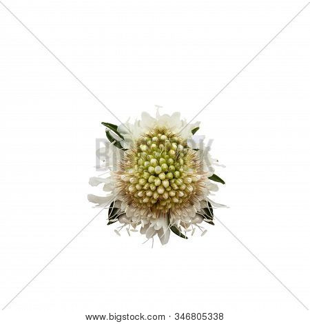Fresh White Pincushion Flower, Or Scabiosa, Cephalaria Leucantha, Isolated Over A White Background W