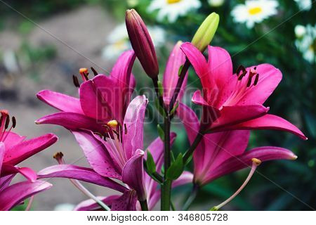 Closeup Of A Big Red Tiger Lily In The Garden Summer. Bright Red Beautiful Asiatic Macro. Red Lily B