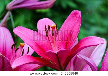 Closeup Of A Big Red Tiger Lily In The Garden Summer. Bright Red Beautiful Asiatic Macro. Red Lily B