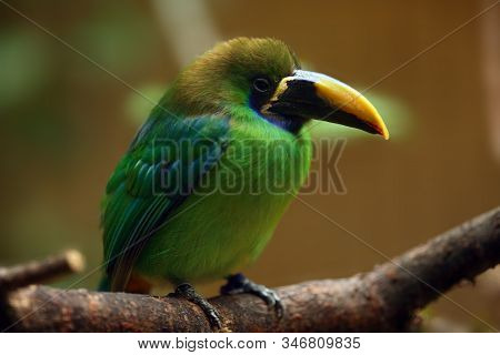 The Blue-throated Toucanet (aulacorhynchus Caeruleogularis) Sitting On The Branch With Brown Backgro
