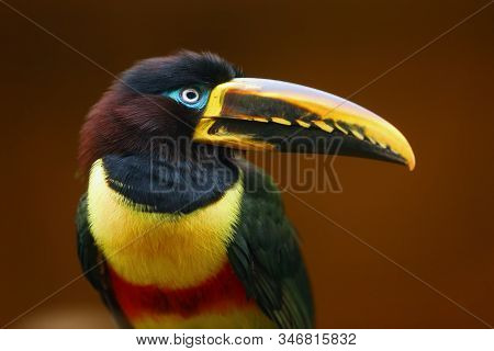 The Chestnut-eared Aracari, Or Chestnut-eared Araçari (pteroglossus Castanotis) Portrait Wirh Brown 