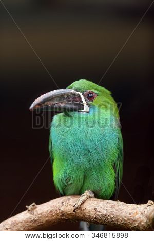 The Crimson-rumped Toucanet (aulacorhynchus Haematopygus) Sitting On The Branch. Aracari Portait.