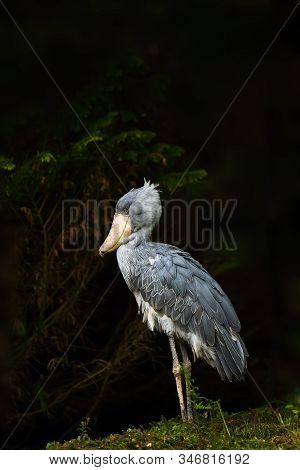 The Shoebill (balaeniceps Rex) Also Known As Whalehead Or Shoe-billed Stork With Dark Background. Sh
