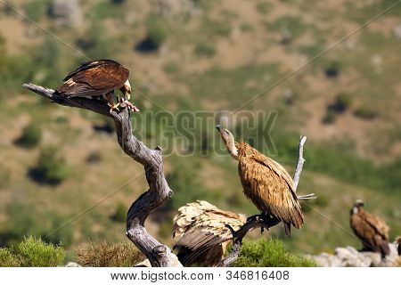 The Spanish Imperial Eagle (aquila Adalberti), Also Known As The Iberian Imperial Eagle, Spanish Eag