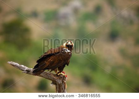 Spanish Imperial Eagle (aquila Adalberti), Also Known As The Iberian Imperial Eagle, Spanish  Or Ada