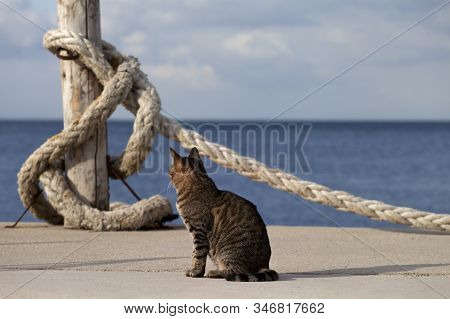 Port Cat Basking In Sun And Rope On Seafront In Sunny Summer Day. Turkey, Erdek, Coast Of Marmara.