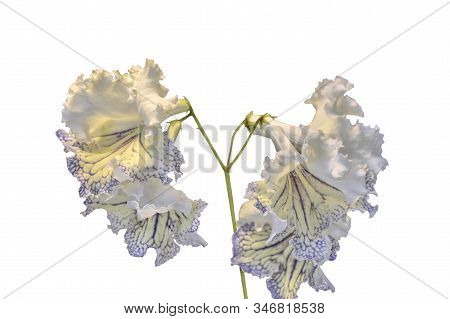 Amazing White-yellow Streptocarpus Flowers Close Up On White Background Isolated. Elegant Gentle Flo
