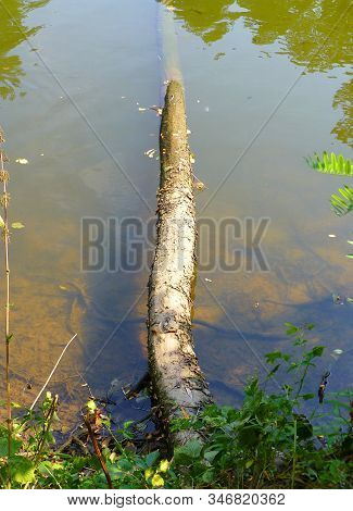 Photo Of A Fallen Tree Partialy Submerged In The Shallow Water