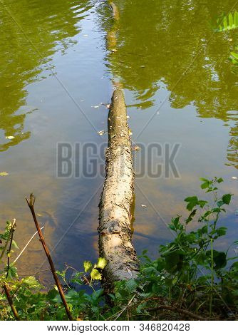 Photo Of A Fallen Tree Partialy Submerged In The River