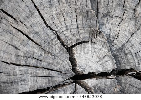 Old Wooden Log Cut In The Middle