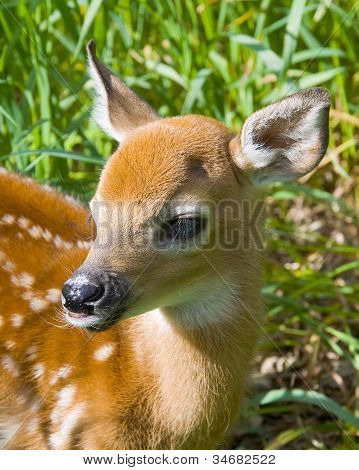 Nieuwe geboren herten Fawn