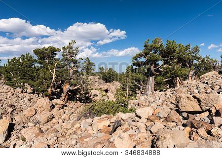 Limber Pine Grove On The North Side Of Sheep Mountain In The Mosquito Range Colorado.national Herita