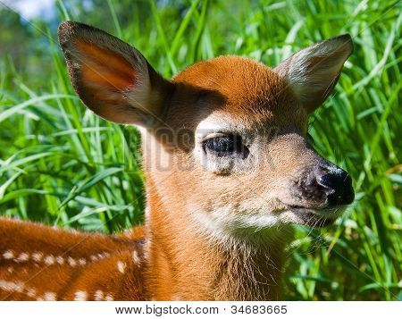 Whitetailed Deer Fawn