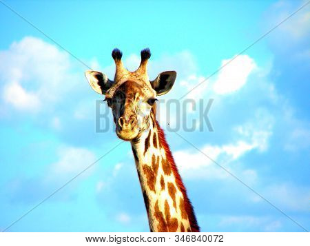 Front View Close-up Of Masai Giraffe Or Kilimanjaro Giraffe Looking Straight Into The Camera On A Br