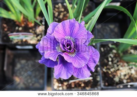 Top View Of A Purp Siberian Iris Flower In A Grower Pot