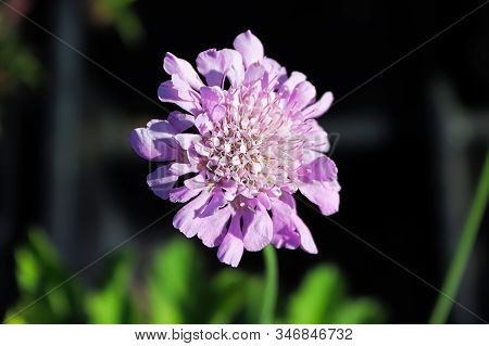 A Pincushion Flower Head Against A Dark Background