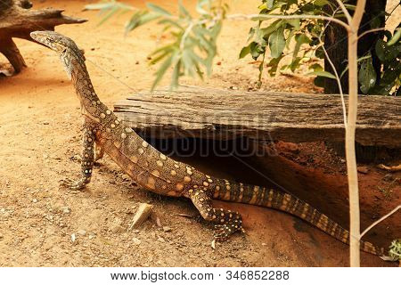 Perentie