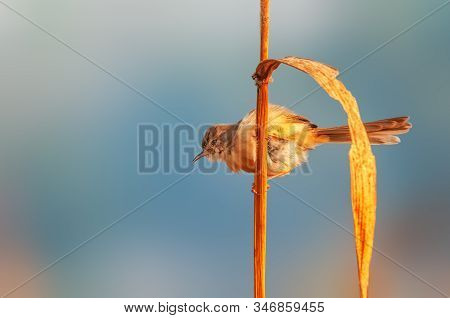 A Plain Prinia In Golden Light On A Plant