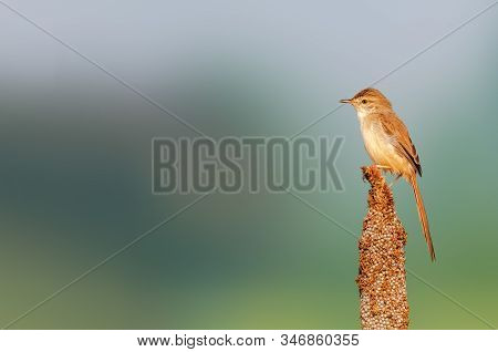 A Plain Prinia In Golden Light On A Millet Plant