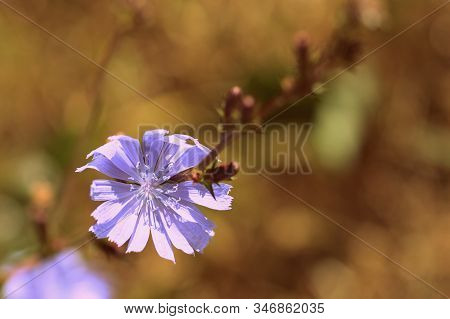 Azure Chicory Flower On A Summer Lawn Closeup. Retro Style Toned.