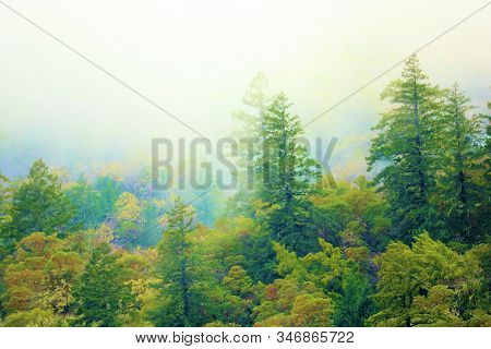 Lush Pine Trees At A Temperate Forest Surrounded By Fog Taken In Rural Coastal Northern California