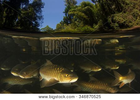 Freshwater fish: Soro Brook Carp in river below waterfall
