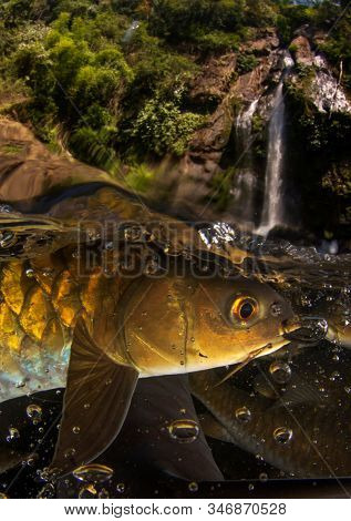 Freshwater fish: Soro Brook Carp in river below waterfall