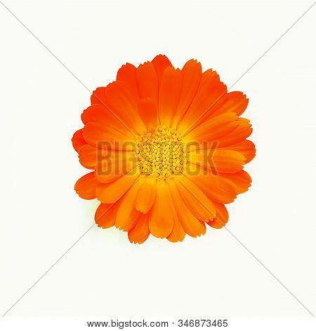 Gerbera Daisy Flower Close Up Isolated On The White Background. Calendula Officinalis Flower