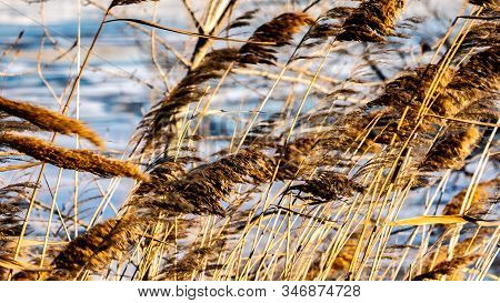 Landscape With Reeds On The Background Of A Freezing Winter River