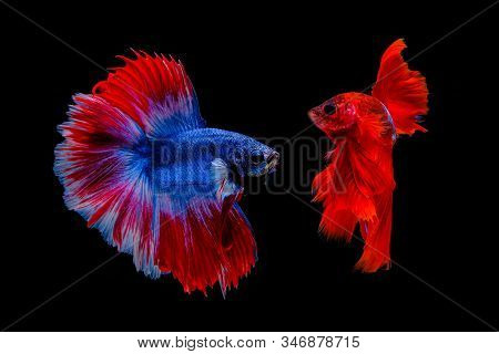 Multi Color Siamese Fighting Fish (rosetail)(halfmoon),fighting Fish,betta Splendens