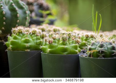 Cactus In Close Up Detail With Selective Focus On Blur Background
