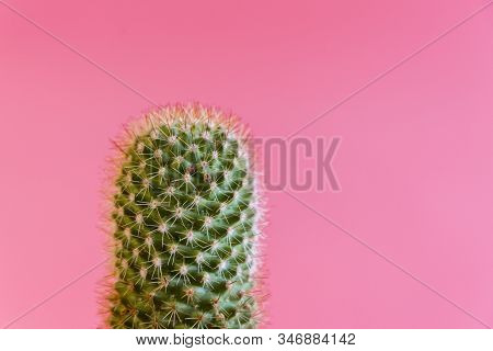 Green Cactus On A Pink Background In The Sun. Cactus With Pink Backgrounds, Summer Creative Concept,