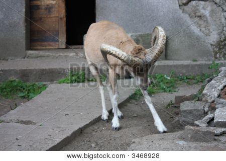 Sågbock