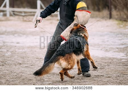 German Shepherd Dog Training. Biting Dog. Alsatian Wolf Dog. Deutscher, Dog